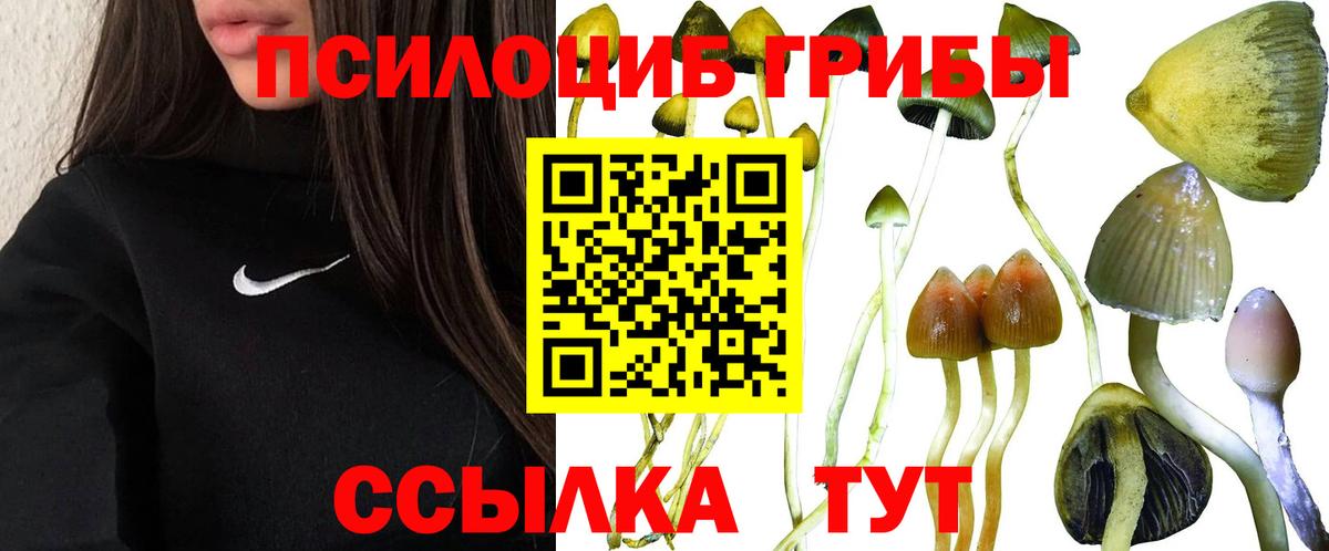 Павловский Посад  Псилоцибиновые грибы Psilocybe  Вход с VPN 